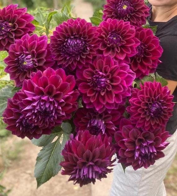 Посадочный материал Георгин Торнадо