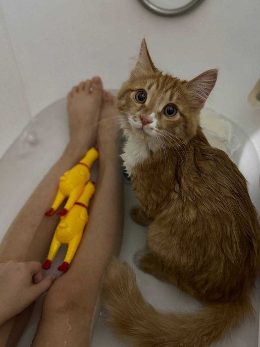 Кошка молодая рыжая
