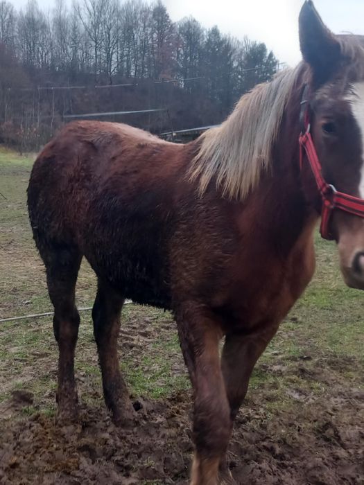 Vând mânză de un an și 3 luni