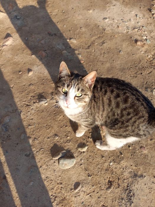 Отдам в добрые руки двух котят