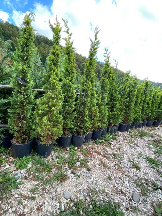 Leylandii de Vânzare – Ideal pentru Împrejmuiri Naturale