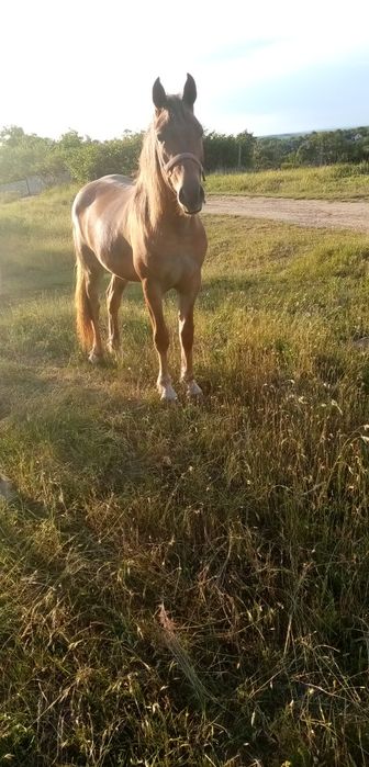 Vânzare manza un an jumate