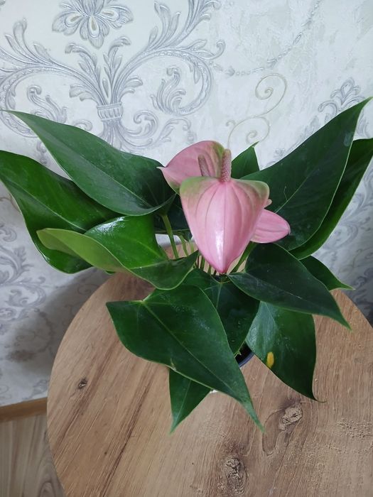 Антуриум комнатные цветы