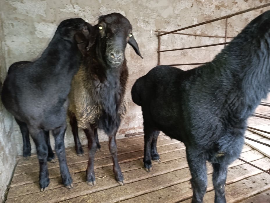 Козы кошкарлар сатылады