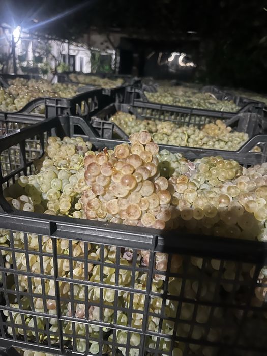 Struguri pentru vin