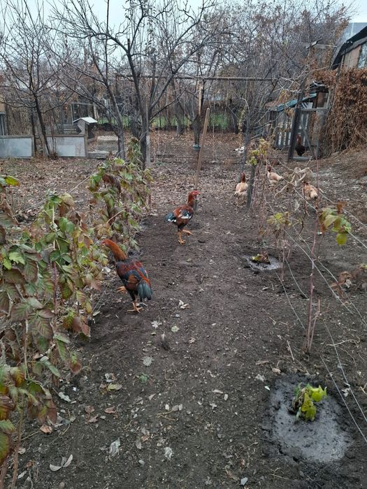 Куры породы Дакан