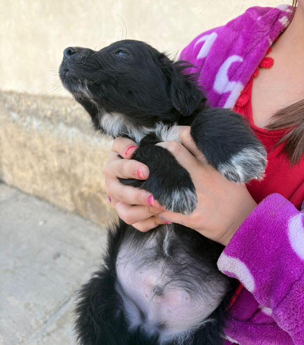 Охотничьи щенки бесплатно