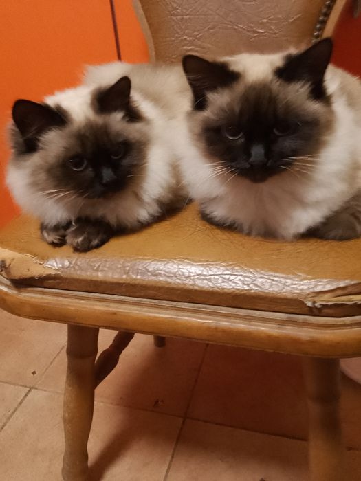 Vind pisică de rasă