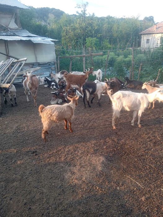 Capre și iezi de vânzare