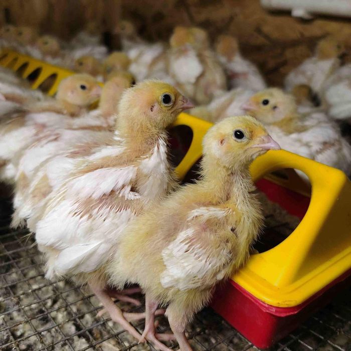 Bedana jojalari va inkubatsion tuxumga zakaz olamiz