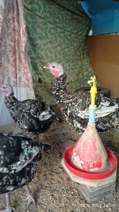 Продаю свой инкубатор на 480 яиц.На фото выведенная птица с моего инку