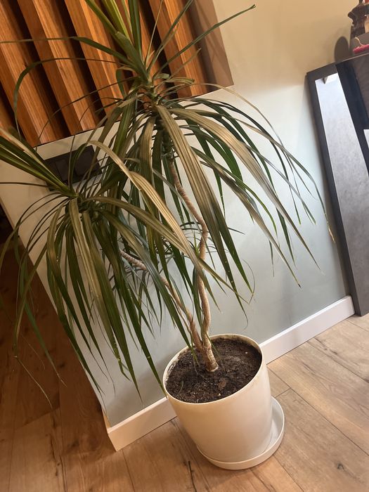 Комнатное растение Драцена пальма