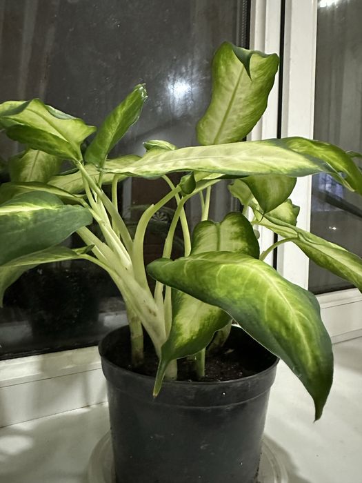 Диффенбахия 2000