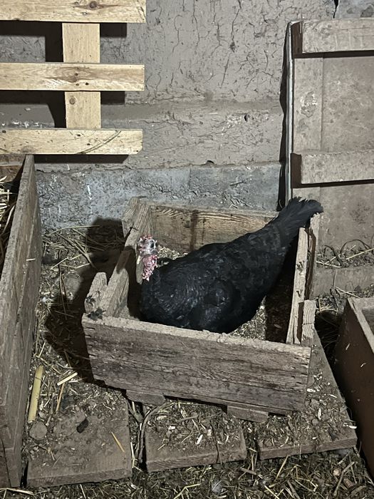 Kurka va quyonlar sotiladi