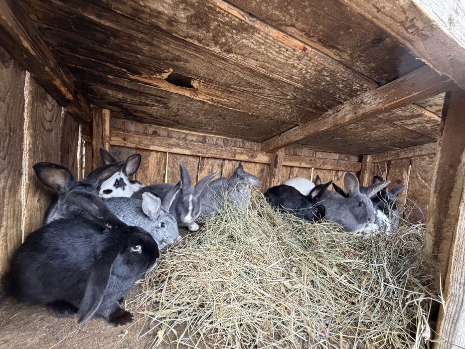 Vand iepuri si iepuroaie cu pui