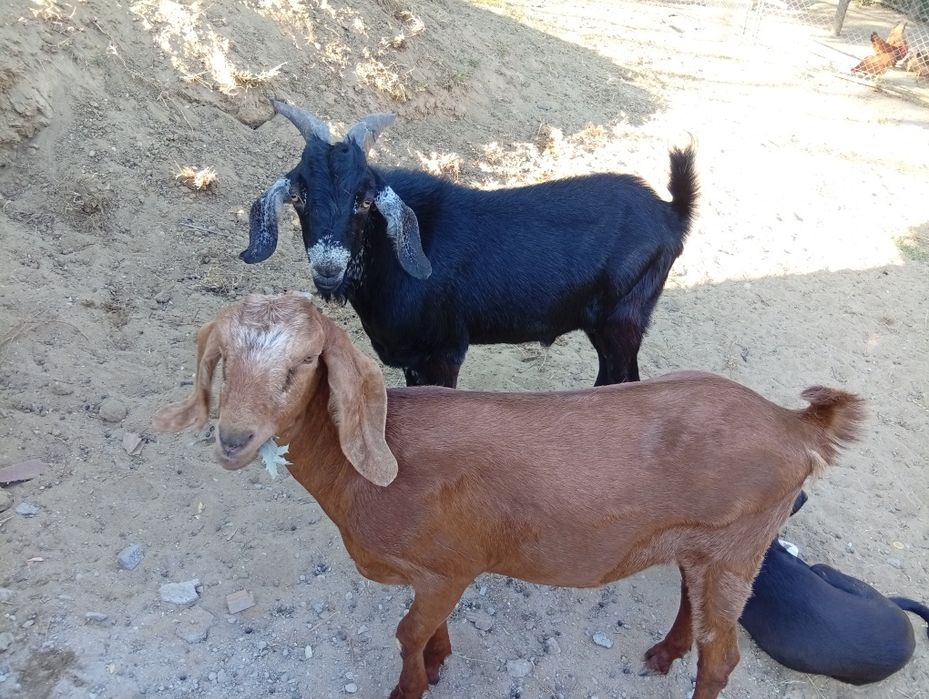 De vânzare preț 1.500 lei bucata .Crușeț Gorj.0768623812