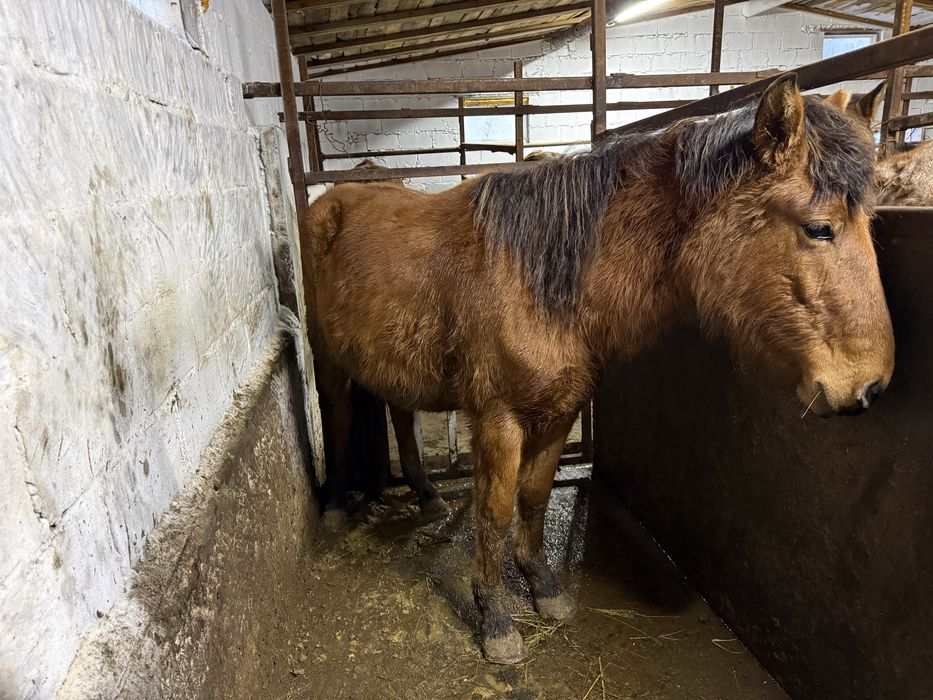 Байтал две головы