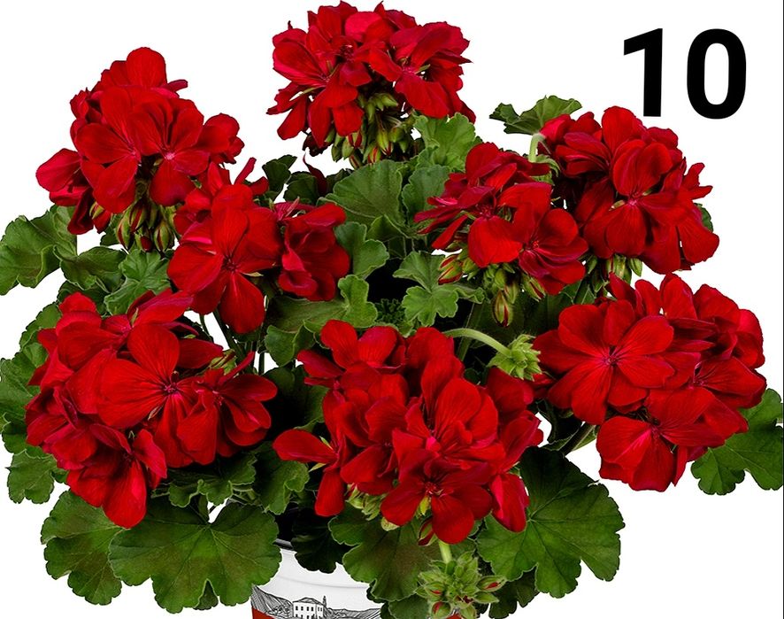 Нискостеблено мушкато-2.50€