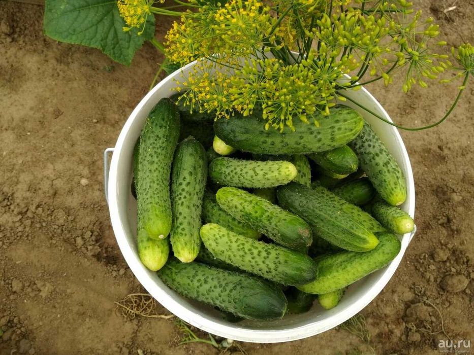 Продам огурцы выращенные на своей даче.