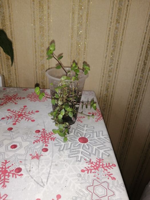 Ледебурия, коллизия