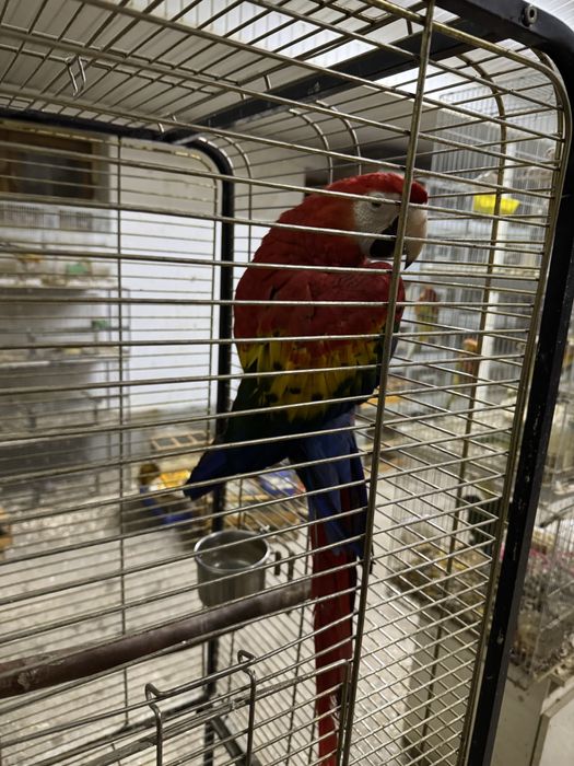 Скарлет Ара ручной