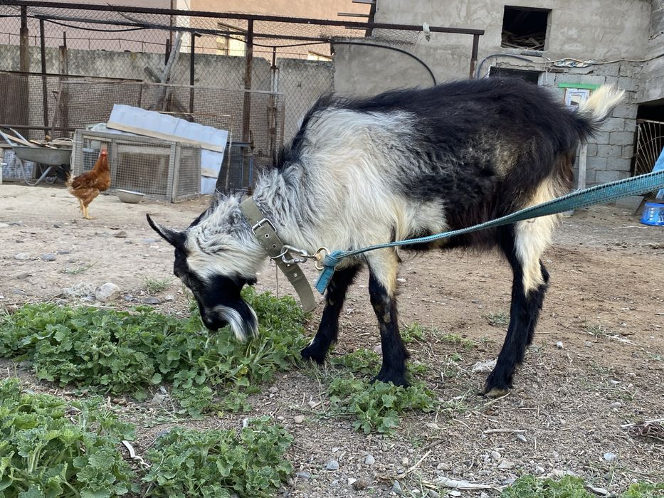 Теке сатылады (козел) Пиакок