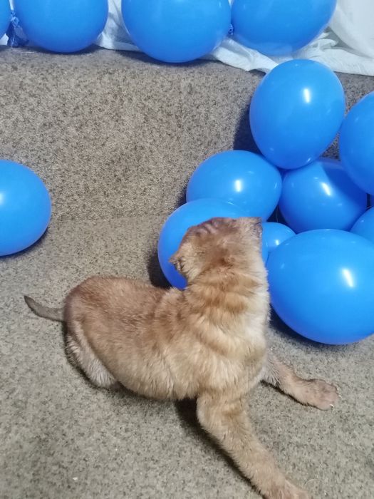 Распродажа щенки шарпея