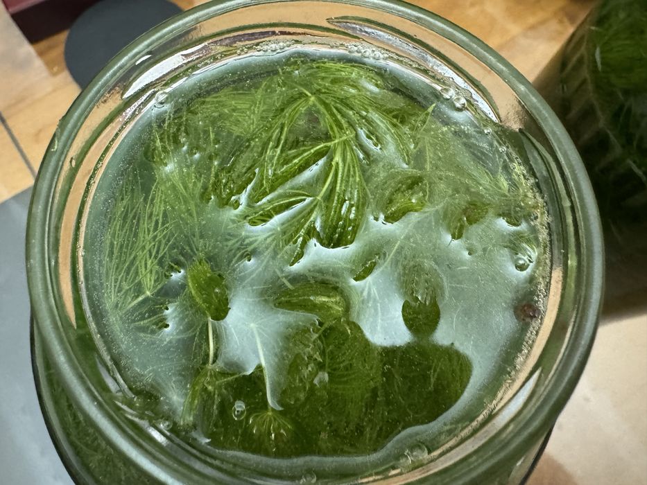 продам банку водорослей роголистника(елочка)