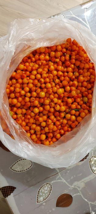 Продам крупную домашнюю облепиху