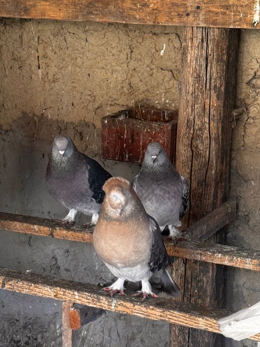 Гълъби мардини поизбор