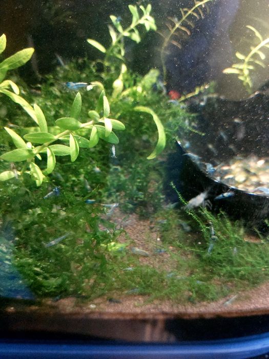 Голубые креветки "Блю дрим"