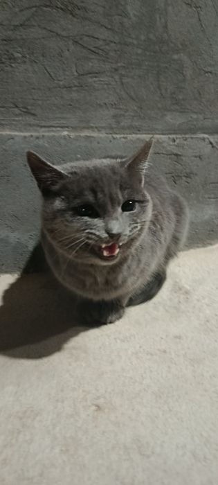 Britaniya kalta yungiga oʻxshaydi