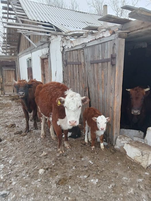 Продам крс с телеком