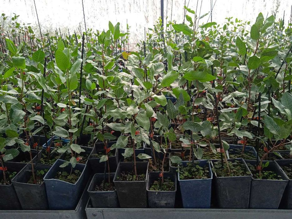 Писта кучатлари сотилади. Фисташковое дерево (саженцы)