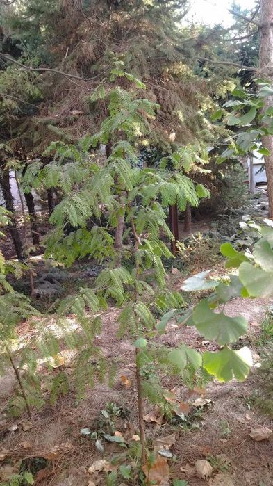 Декоративные растения