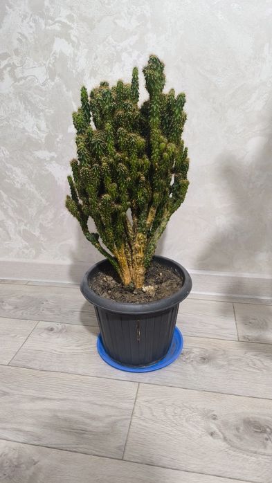 Срочно продам домашние цветы!