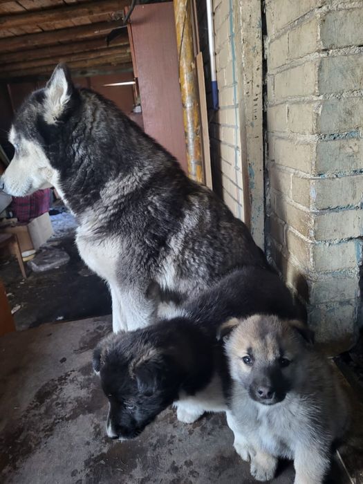 Отдам щенков бесплатно