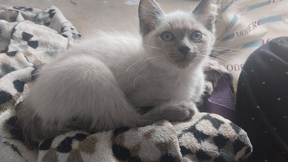 Котёнок сиямски продаеться, очень ласковые