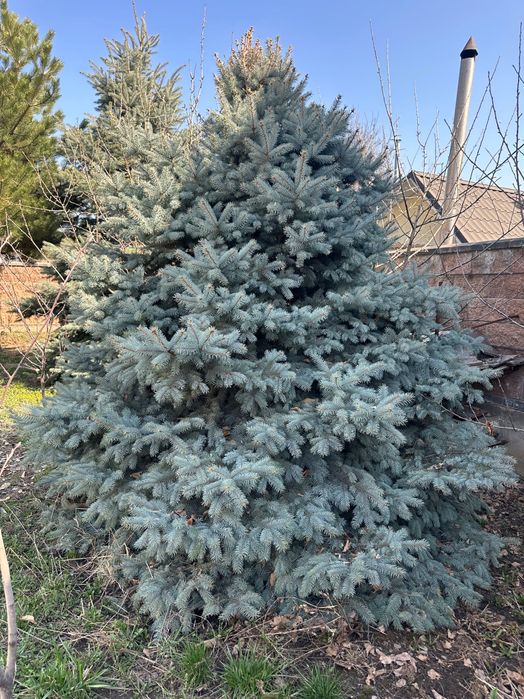 Ели голубые, сизые, елки и др.