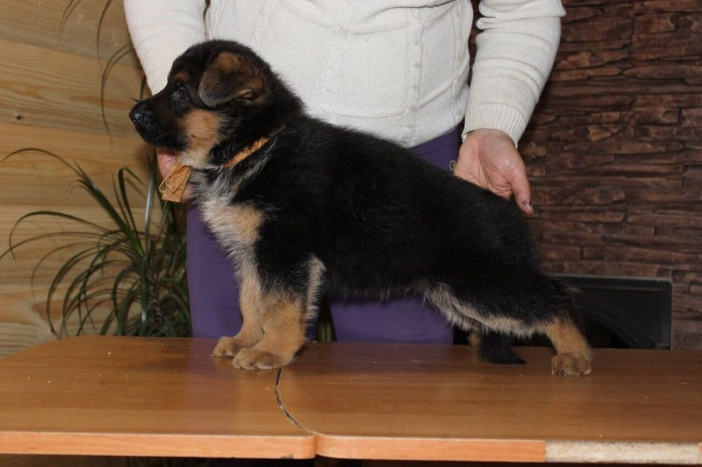 Элитные щенки немецкой овчарки