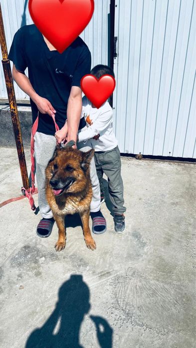 Немецкая овчарка (самка)