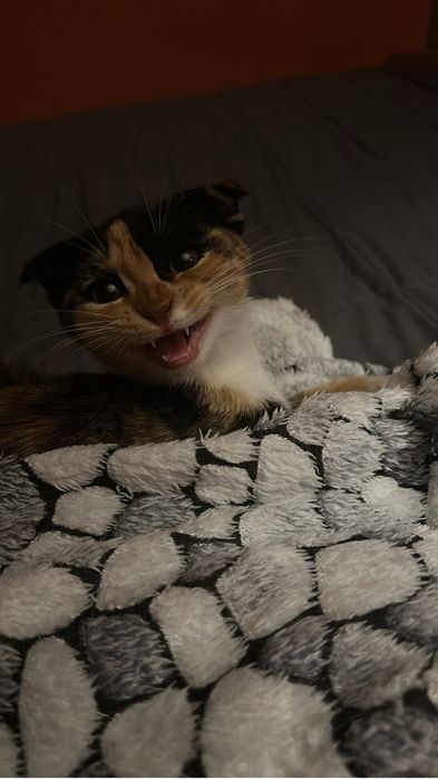Кошечка в добрые руки