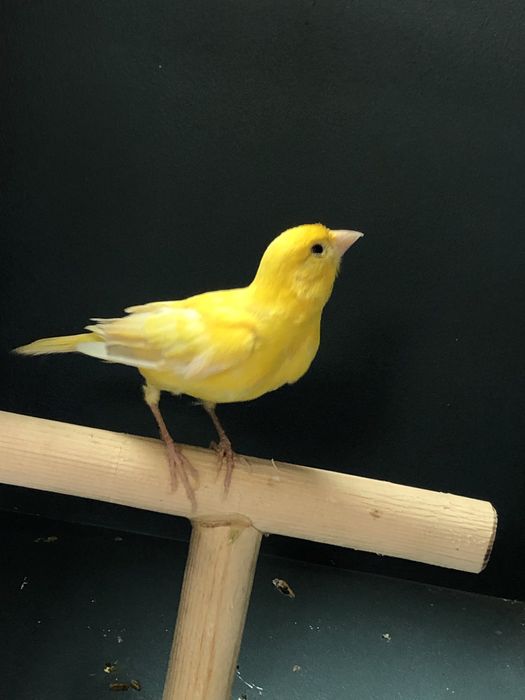 Канарейка кенор (самец)