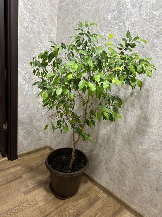 Фикус Бенджамина большой