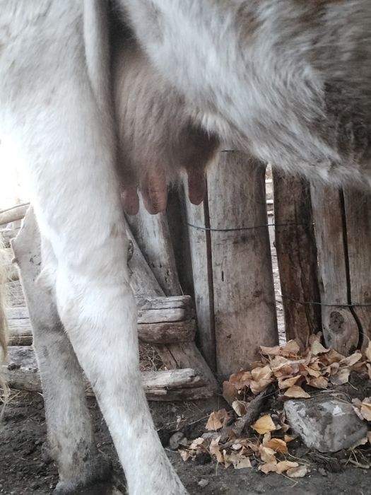 Сиыр сатылат жуас