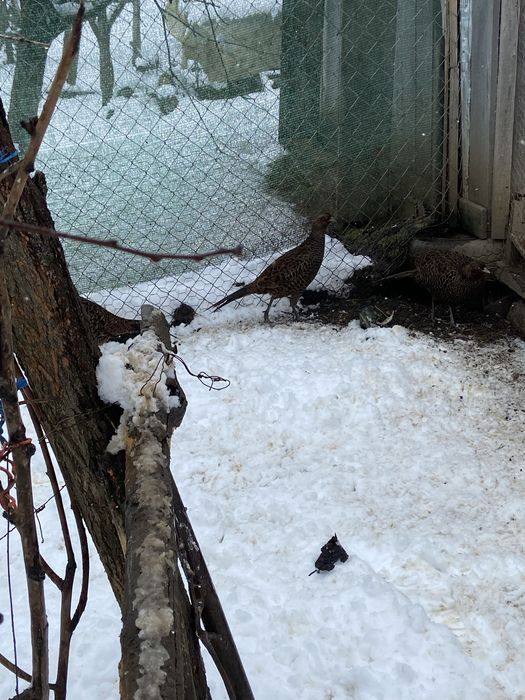 Fazănite din anul 2025