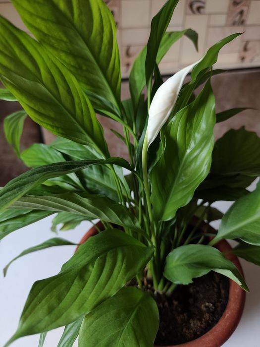 Продам цветок спатифиллум женское счастье