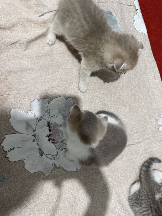 Scottish Fold mushukcha, 2 oy, 500 000 so‘m”