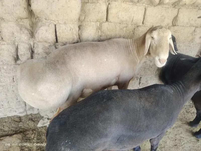 Qoy sotaman pul kere srochno oladigan tel qiliylar