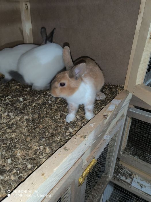 Quyonlar Burgun, sames-samka quyonlar